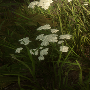 Yarrow Flower