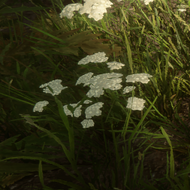 Yarrow