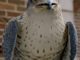 Falcon