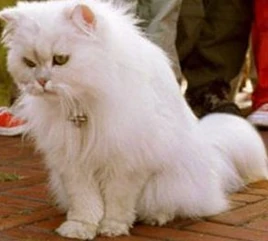 Snowbell | Sony Pictures Entertaiment Wiki | Fandom