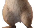 Flopsy