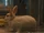 Rabbits