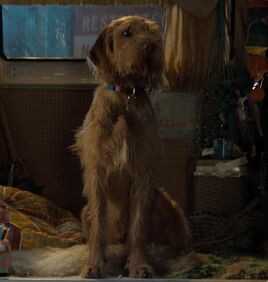 Blue (Dog)