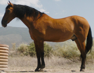 Vorse