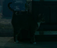 Martine Bancroft's Cat