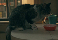 Cassie Webb's Cat