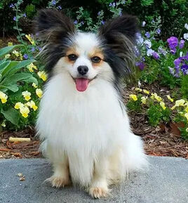 Sprocket