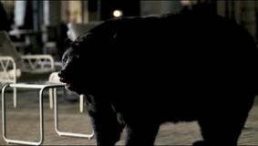 The Bear