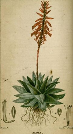 Aloes1