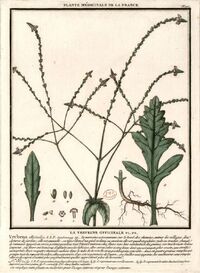 Verveine officinale