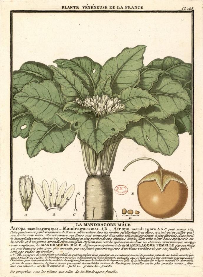 Пиво мандрагора. Мандрагора плоды. Загадка про мандрагору. Мандрагора геральдика. Мандрагора Манга.