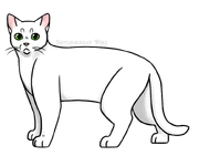 SKW-Valkosiipi-aikuinen.png (136 KiB) Aikuisena