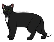 SKW-Korppitassu-aikuinen.png (100 KiB) Aikuisena