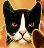 Pitkätähti-KK-2-EK.jpg (10 KiB) Pitkätähti kirjan Klaanien kissat kannessa.