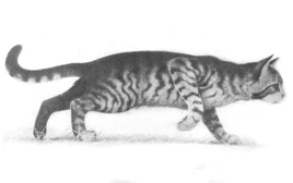 Kimalaisraita-KK-4
