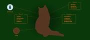 Varpuloisteen profiili virallisella Warrior Cats -sivustolla.