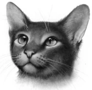 Saarnijalka-KK-4.png (91 KiB) Saarnijalka kirjassa Klaanien taistelut.