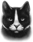 Tallstar.jpg (18 KiB) Pitkätähti kirjassa Klaanien laki.