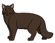 SKW-Tähkäturkki-aikuinen.png (119 KiB) Aikuisena