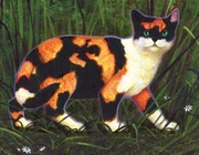 Keltaturkki-KK-6.jpg (545 KiB) Keltaturkki kirjoissa Klaanien kissat ja The Ultimate Guide.