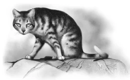 Puna-arpi-KK-3