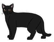 SKW-Viimaturkki-aikuinen.png (98 KiB) Aikuisena