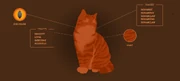 Pihlajakynsi-nettisivu.png (201 KiB) Pihlajakynnen profiili virallisella Warrior Cats -sivustolla.