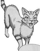 Pitkähäntä kirjan Bluestar's Prophecy sarjakuvassa.