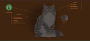 Pajuhohteen profiili virallisella Warrior Cats -sivustolla.