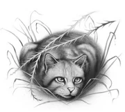 Pitkähäntä kirjassa Klaanien laki.