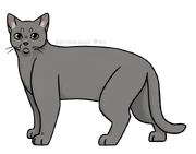 SKW-Pajukynsi-aikuinen.png (144 KiB) Aikuisena