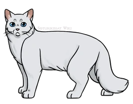 SKW-Pilvikarva-aikuinen