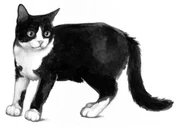 Pitkätähti-KK-1.jpg (15 KiB) Pitkätähti kirjassa Klaanien salaisuudet.