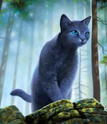 Sinitähti kirjan Bluestar's Prophecy kokonaisessa kannessa.