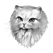 Jokitähti-KK-1.png (57 KiB) Jokitähti kirjassa Klaanien salaisuudet.