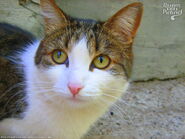 Yellow-eyed-brown-mackerel-tabby-with-white-distrustful-kitty-2