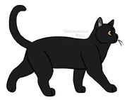 SKW-Viimaturkki-nuori.png (99 KiB) Nuorena