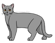 SKW-Nokiturkki-aikuinen.png (114 KiB) Aikuisena