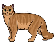 SKW-Napsuhammas-aikuinen.png (196 KiB) Aikuisena