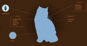 Kiviturkin profiili virallisella Warrior Cats -sivustolla.