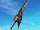 Soul Edge (Larvae)