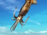 Giant Squid