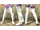 Atalanta's Long Boots