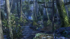 Unknown Forest Dark Night