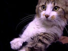 Hollywoodedge, Cat Purring Very Clos PE022701