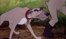 The Fox and the Hound (1981) Sound Ideas, DOG - GERMAN SHEPHERD: ANGRY GROWLS AND BARKS, ANIMAL (growl only, higher pitched)