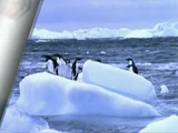 Sound Ideas, PENGUIN - LARGE PENGUIN COLONY: INDOOR AMBIENCE, HEAVY ROOM TONE, ANIMAL, BIRD
