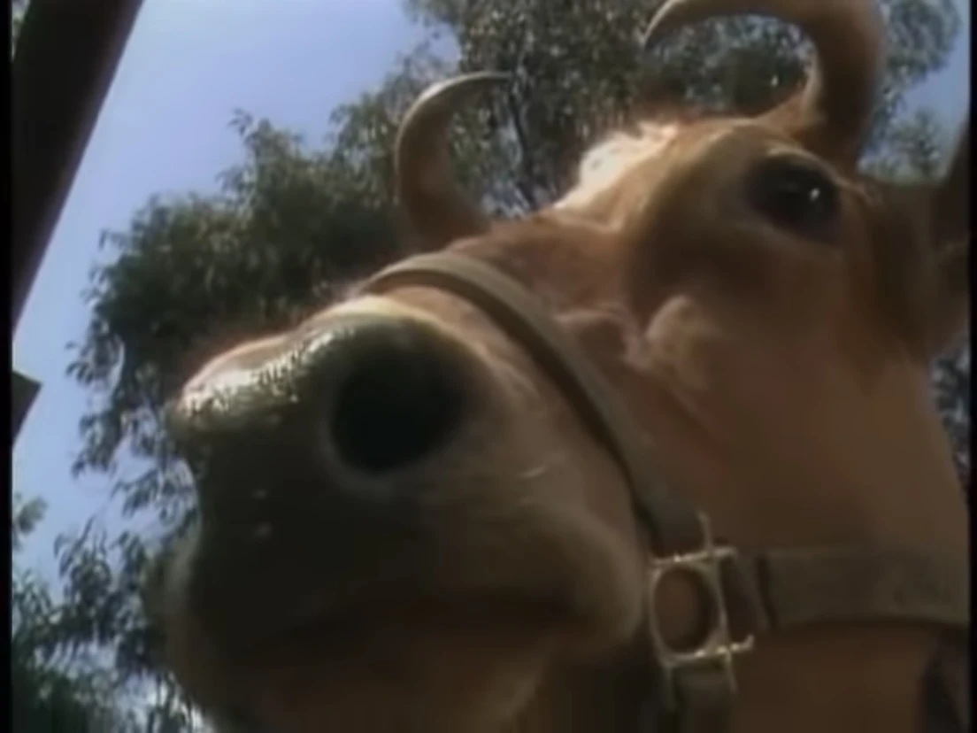 Bainbridge Records, Single Cow Moo Soundeffects Wiki Fandom