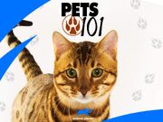 Pets 101 Cover