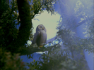 Haunted Henry Sound Ideas, BIRD, TAWNY OWL - TAWNY OWL, STRIX ALUCO, BIRD, DIGIFFECTS